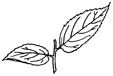 Dogwood Tree Drawing