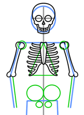 How to Draw a Skeleton