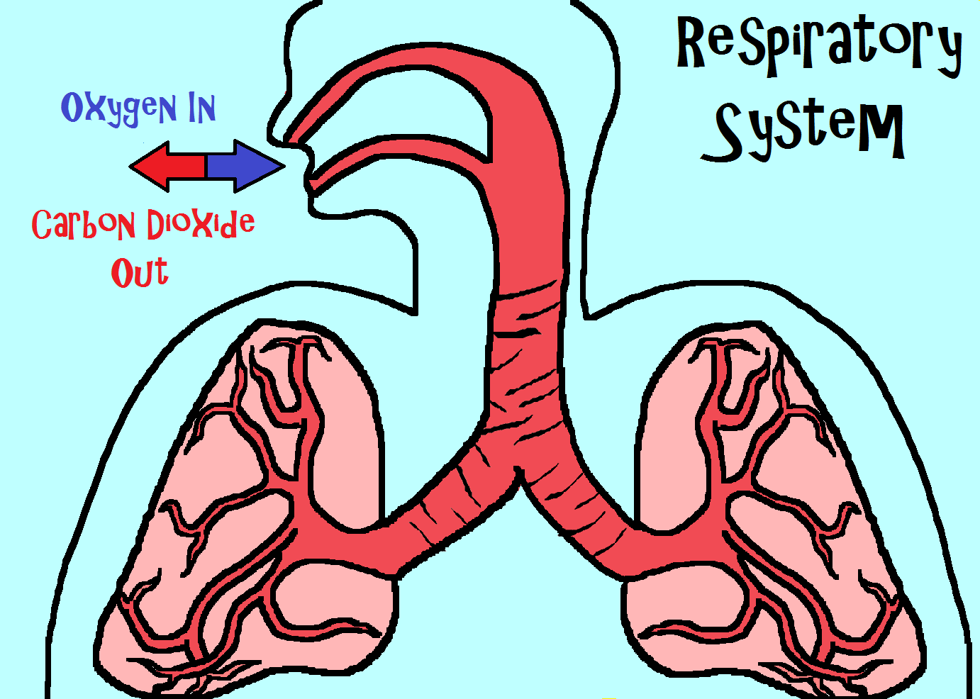 Respiratory system and The o'jays