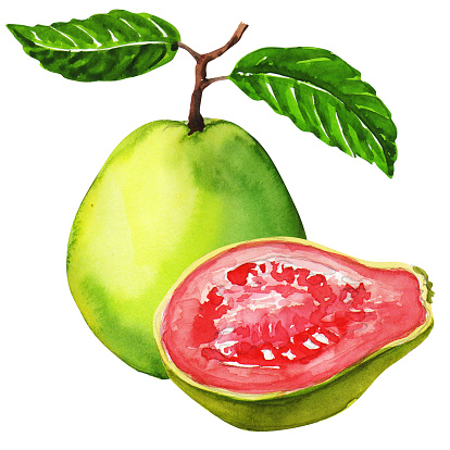 Guava images clip art