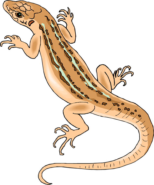 Lizard Clipart - Tumundografico