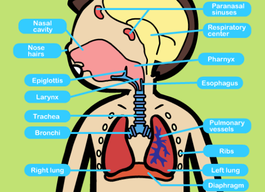 Our ABC Book of The Human Body" - Free Books & Children's Stories ...