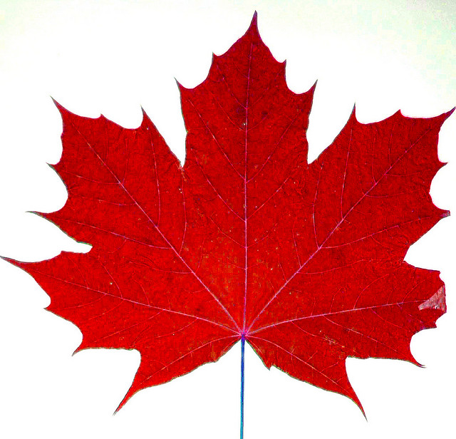 Canadian Maple Leaf Logo Clipart Best