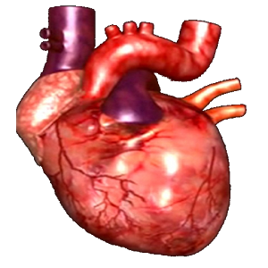 Heart animated videos for Android - ClipArt Best - ClipArt Best