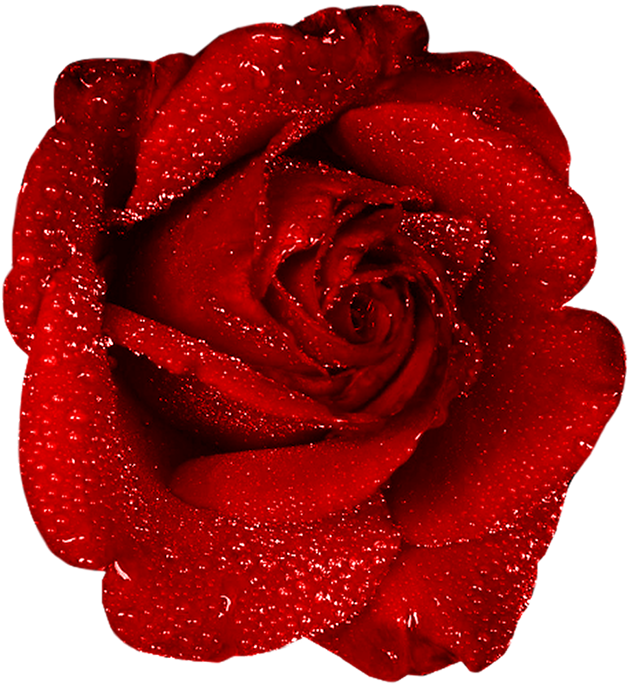 Images Of Rose | Free Download Clip Art | Free Clip Art | on ...