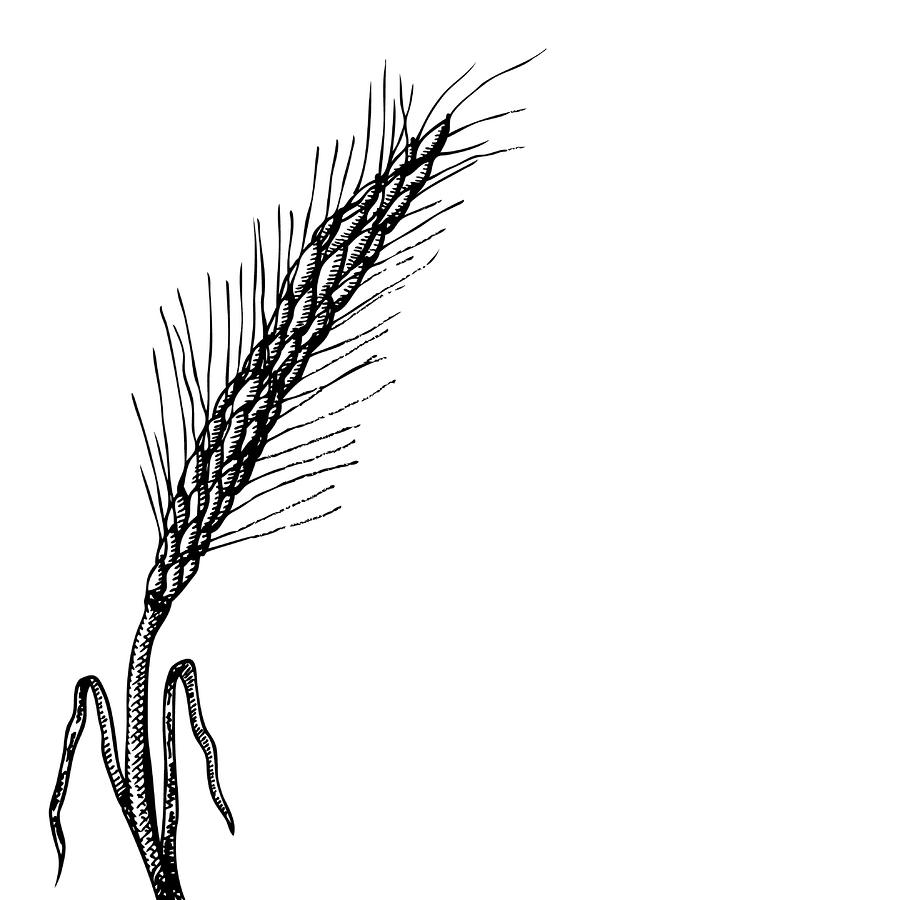 Drawing Wheat Plant - ClipArt Best