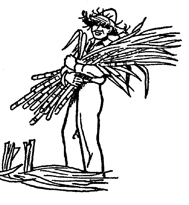 Sugar cane clipart