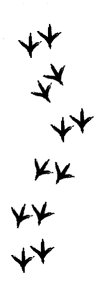 Chicken tracks clip art