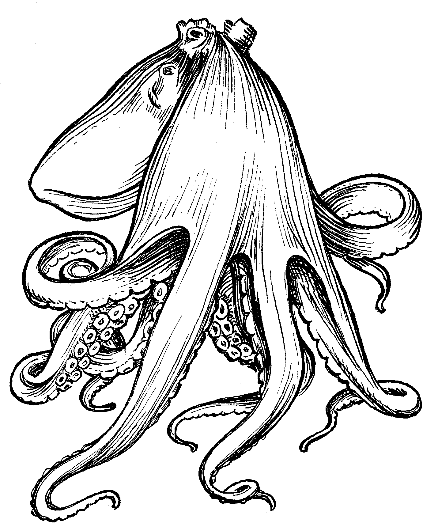 Octopus Png | Free Download Clip Art | Free Clip Art | on Clipart ...
