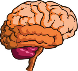Human Brain Diagram For Kids - ClipArt Best