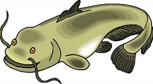 Free Catfish Clipart