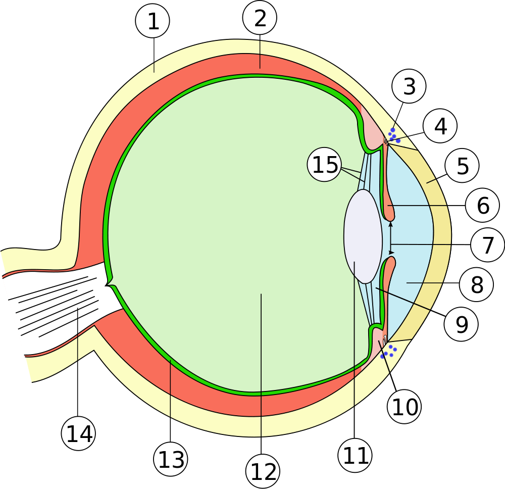 Tutorial: Neurophysiology