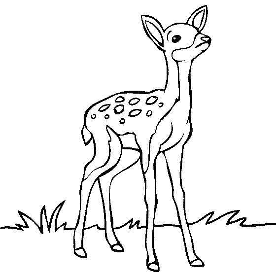 Coloring Pages Draw A Deer - Drawing inspiration