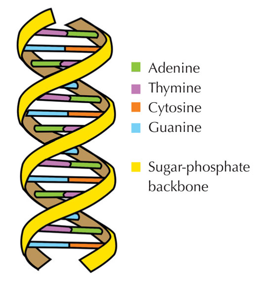 Uracil in DNA: error or signal? | Science in School