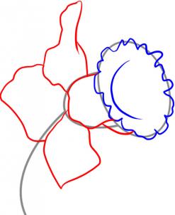 Nature Study: Daffodils – Dissection, Poetry & Drawings ...