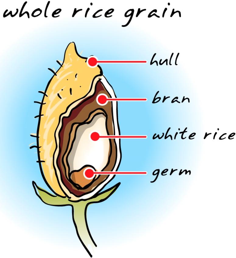 Free Nutrition and Healthy Food Clipart
