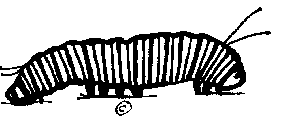 caterpillar - Clip Art Gallery