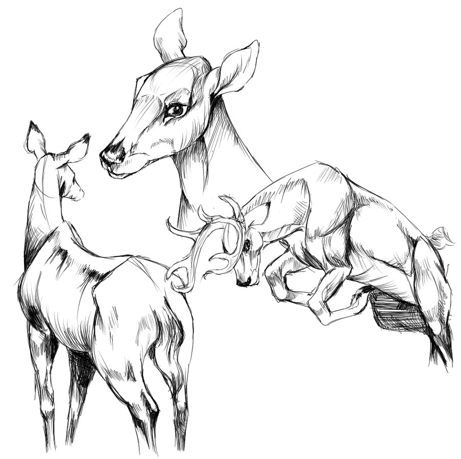 Baby Deer Drawing