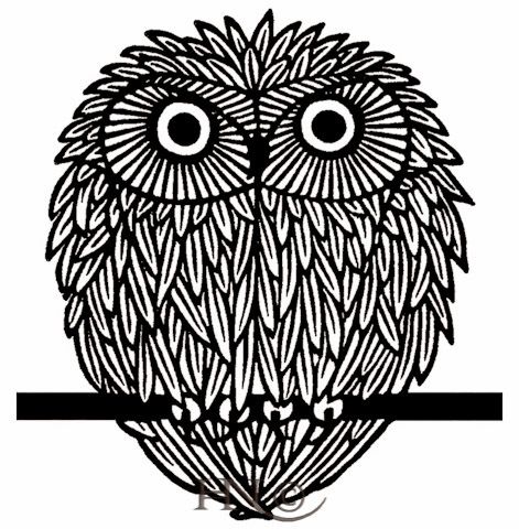 Photos and Owl