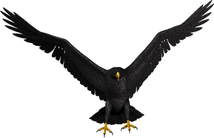 Bald Eagle PNG Transparent Images | PNG All