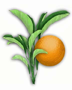 Orange Drawing - ClipArt Best