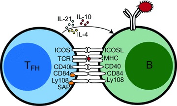 Molecules involved in T–B cell collaboration. Multiple cell ...