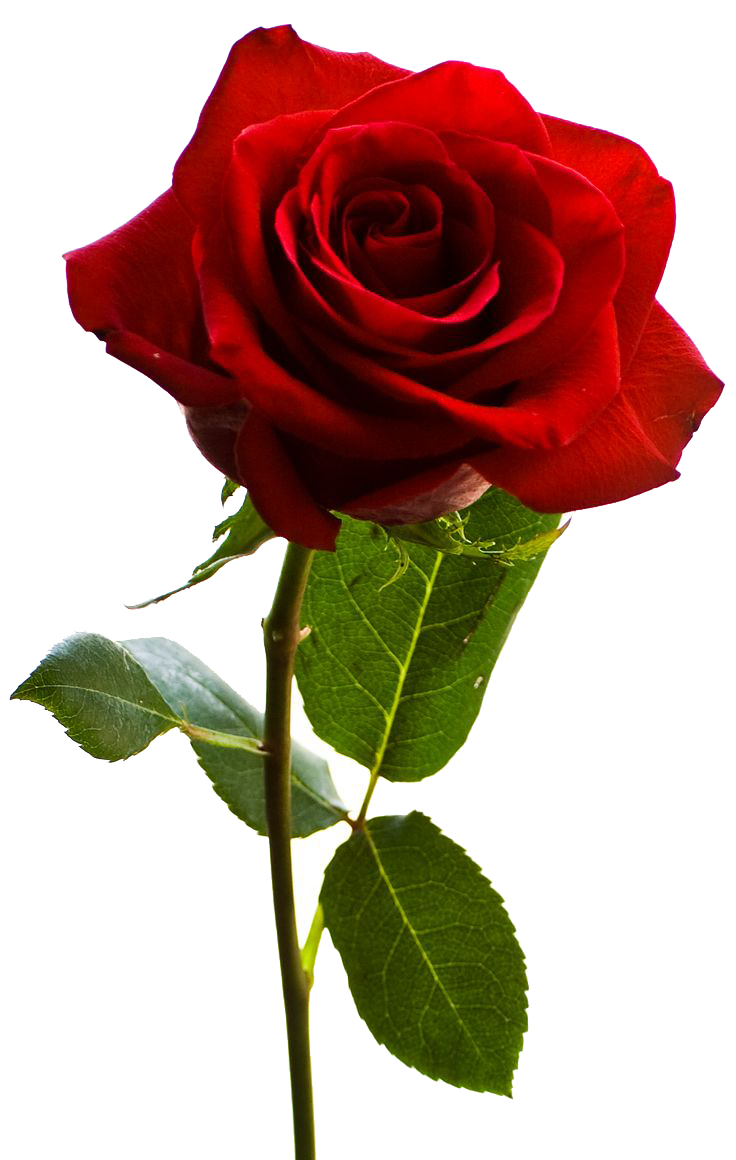 Rose PNG Transparent Images | PNG All