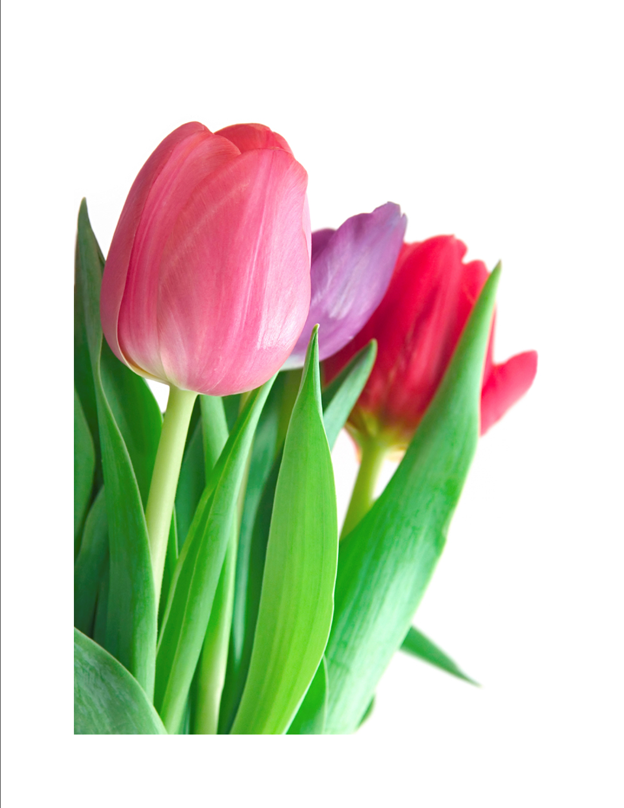 Tulip Flower Clip Art
