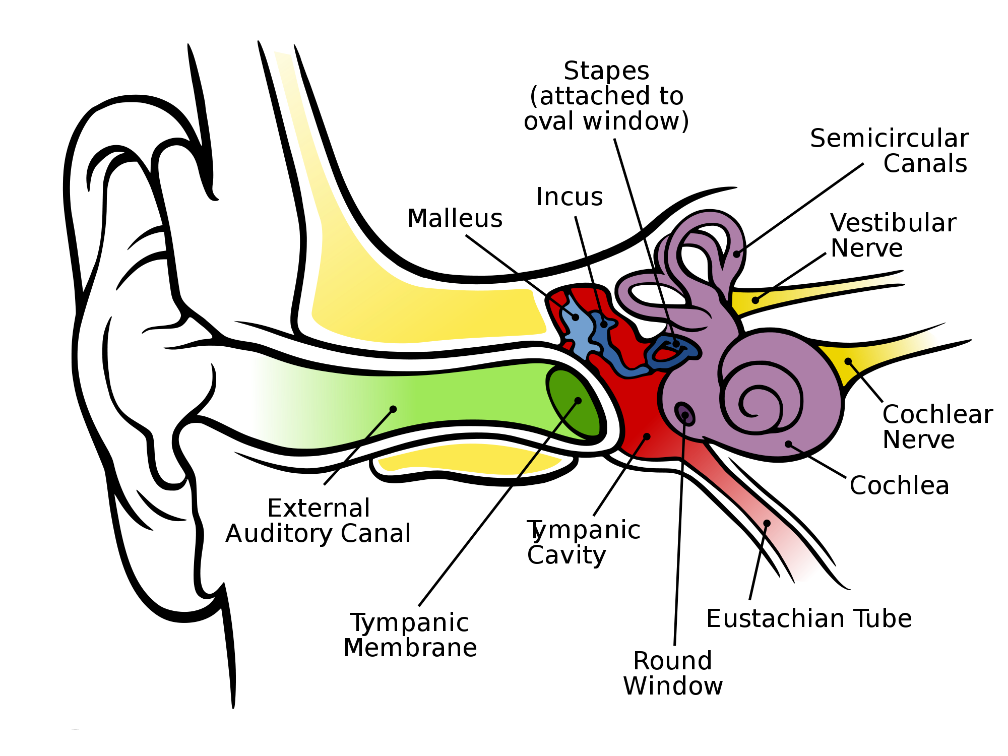 Nerve Cell Diagram For Kids | Images Guru