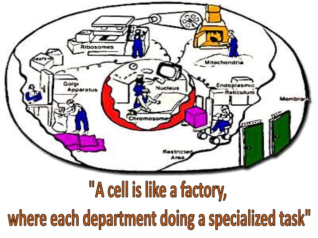 Cells