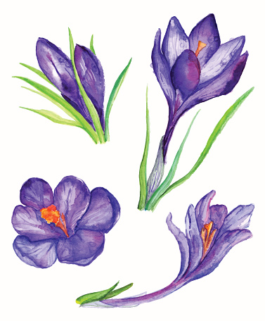 Crocus Flower Drawings Clip Art, Vector Images &amp; Illustrations ...