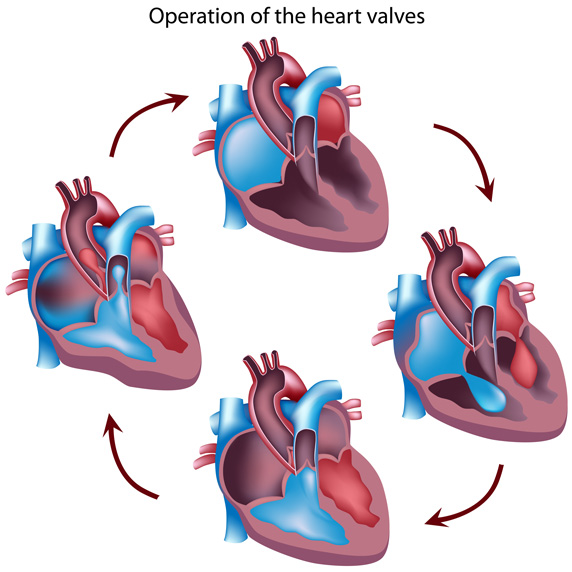 Mr. Stewart's Homework Site: Biology 12 Circulatory System Project ...