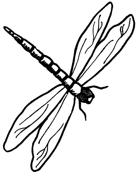 Dragonfly Line Drawing
