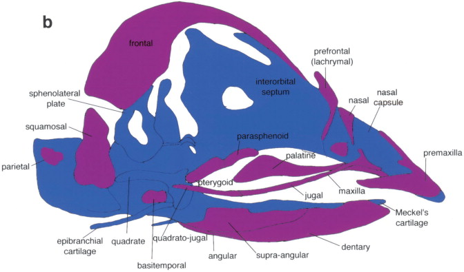 Signalling interactions during facial development