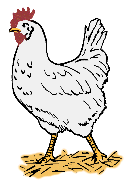 Chicken ?? ??? a common farm bird that is raised for its meat and eggs.