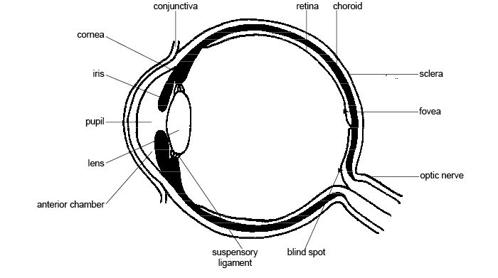 sheep eyeball diagram Colouring Pages