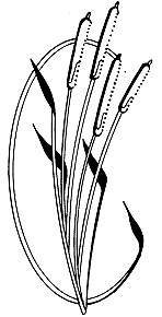 Cattails | Outreach & Communication | US EPA