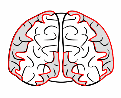 Drawing a cartoon brain