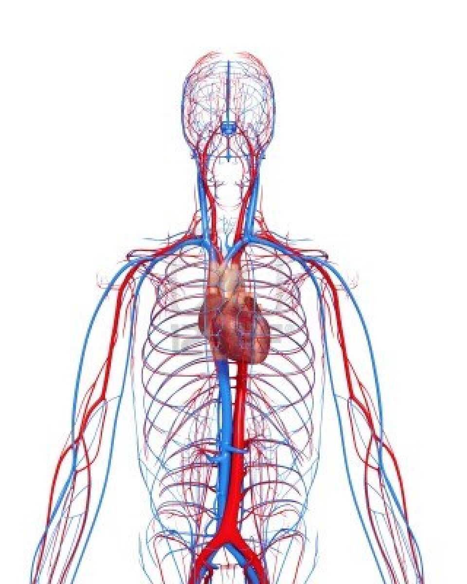 Inner Body Archives - Page 16 of 73 - Human Anatomy Chart