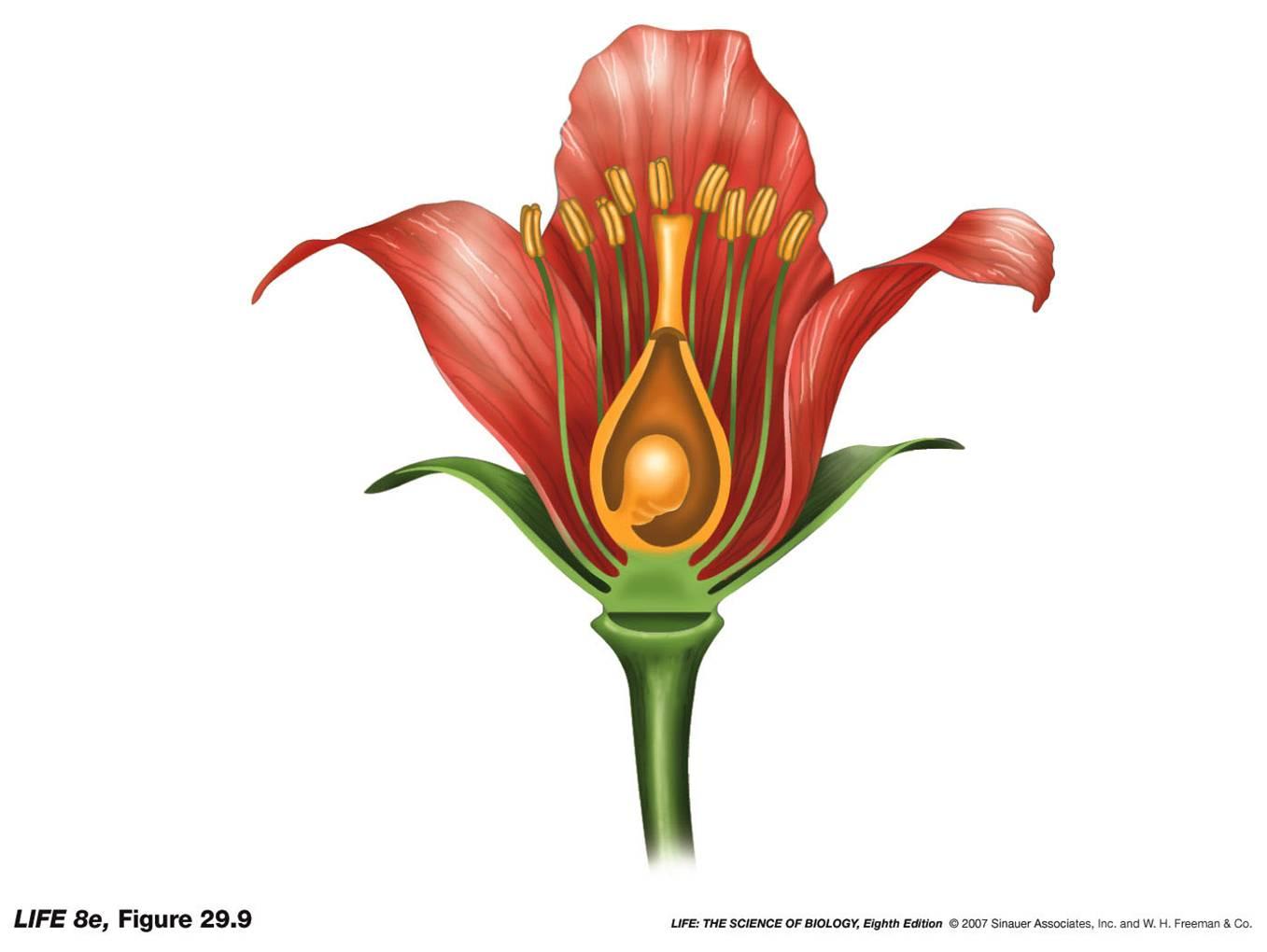 Slides - Biology 106 with Chabora at Queens College - StudyBlue