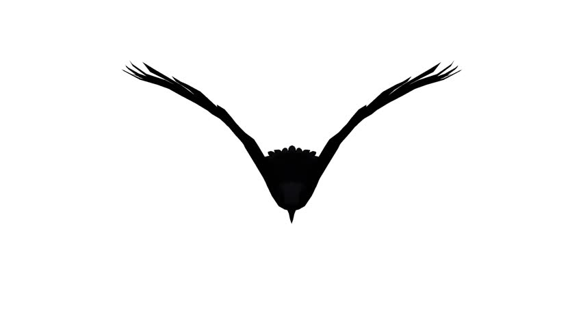 Eagle Inciting Wings Flying In Sky,haliaeetus Leucocephalus Bird ...