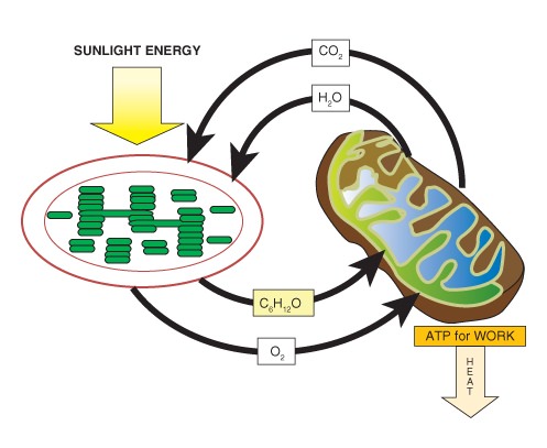 Powering the Cell: Cellular Respiration and Glycolysis | CK-12 ...