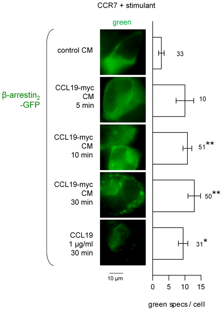 Frontiers | C-C chemokine receptor-7 mediated endocytosis of ...