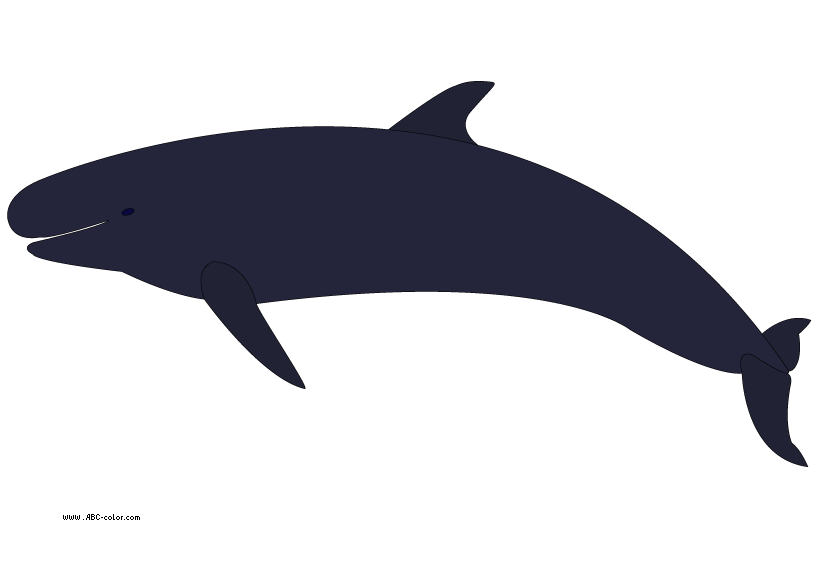 Raster clipart false killer whale