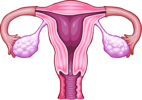 Labeled Male Reproductive System Diagram - ClipArt Best