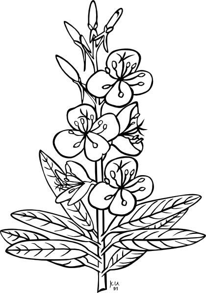 Ku Epilobium Angustifolium Outline clip art - vector clip art ...