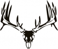 deer_skull_02__35025_thumb.jpg