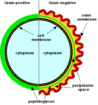 MCB 229 Spring 2000: Procaryote anatomy: cell envelope, motility ...