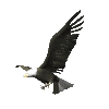 Eagles: Animated Images, Gifs, Pictures & Animations - 100% FREE!