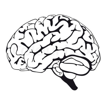 Imgs For > Brain Line Drawing Clipart - Free to use Clip Art Resource